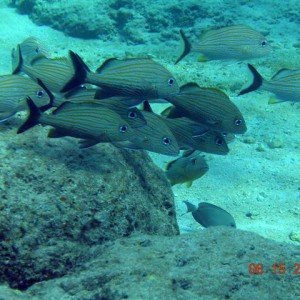 caribe blu shore dive