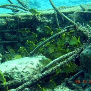 caribe blu shore dive