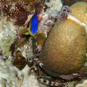 Banded Coral Shrimp