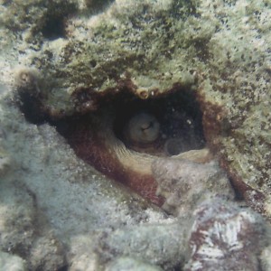 Common Octopus in hiding