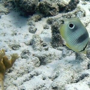 Foureye Butterflyfish - Intermediate Phase