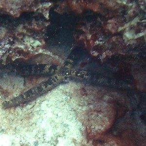 Comet Starfish