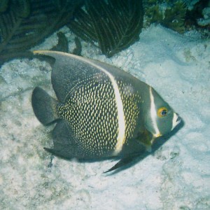 French Angelfish Intermediate Phase