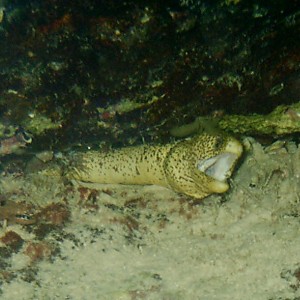 Goldentail Moray (Yellow Variant)