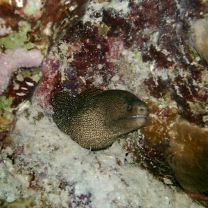 Goldentail Moray