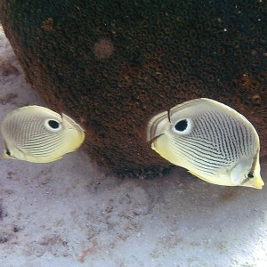 Foureye Butterfly Fish - Pair