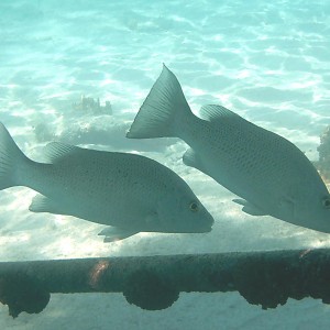 Gray Snapper - Pair