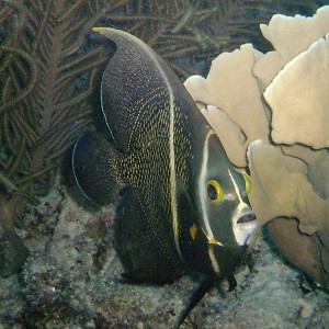 French Angelfish - Intermediate Phase