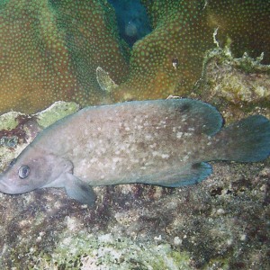 Greater Soapfish