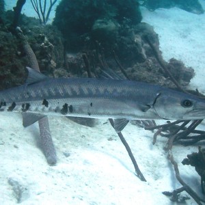 Great Barracuda