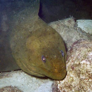 Green Moray (about 5' long, at Andrea II)