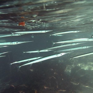 Keeltail Needlefish