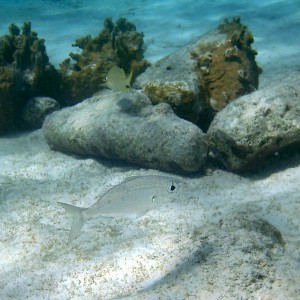 Mottled Mojarra