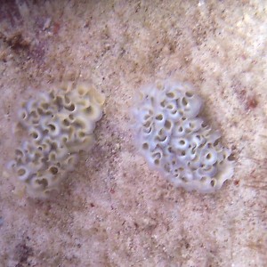 Lettuce Leaf Sea Slug - Pair