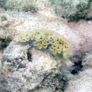 Lettuce Leaf Sea Slug