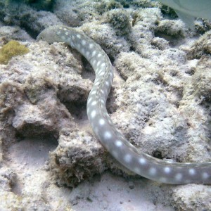 Sharptail Eel