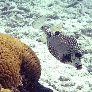 Smooth Trunkfish