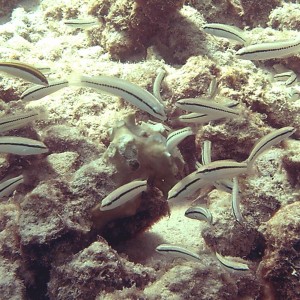 Slippery Dick - Juvenile Phase - School