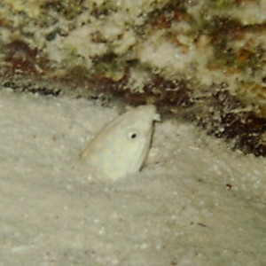 Sharptail Eel in hiding