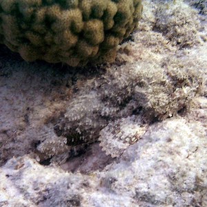 Spotted Scorpionfish