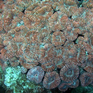 Spiny Flower Coral