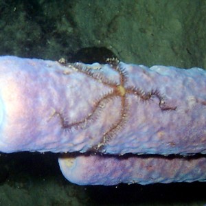 Sponge Brittle Star