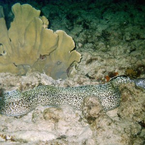 Spotted Moray