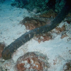 Tiger Tail Sea Cucumber