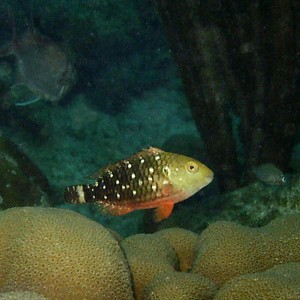 Stoplight Parrotfish - Juvenile Phase