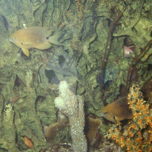 Threespot Damselfish - Intermediate Phase