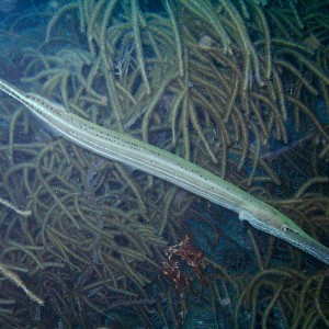 Trumpetfish