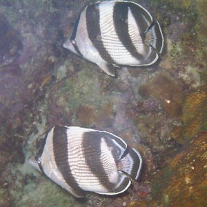 Banded Butterflyfish - Pair