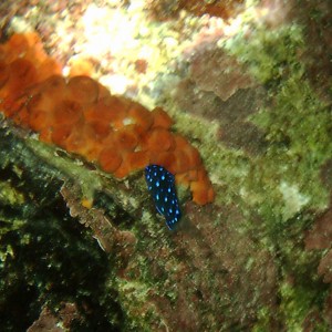 Yellowtail Damselfish - Juvenile Phase