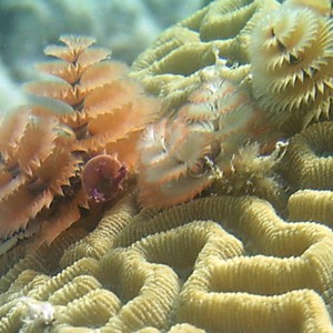 Christmas Tree Worms on Brain Coral