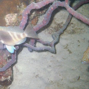 Barred Hamlet - Pair