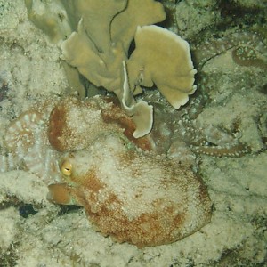 Common Octopus