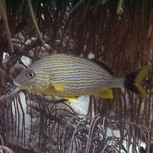 Bluestriped Grunt