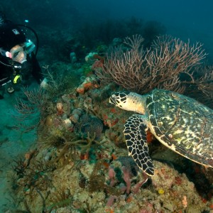 Scuba Jenny and Friend