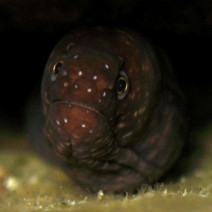 Baby Moray eel