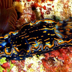 nudibranch