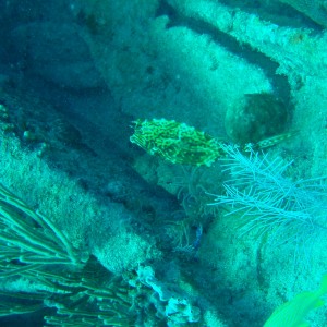 cowfish off of the benwood wreck