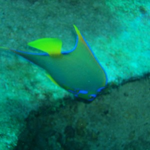 angelfish