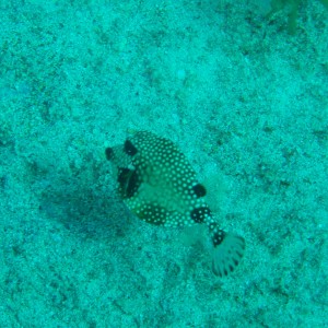 smooth trunkfish