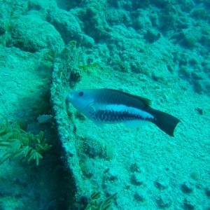 queen parrotfish initial phase