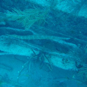 trumpetfish