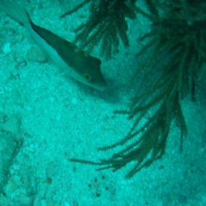 sharpnose puffer