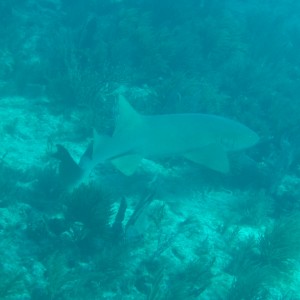 7 to 8 foot nurse shark