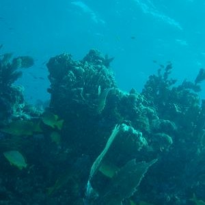 malasous reef in key largo