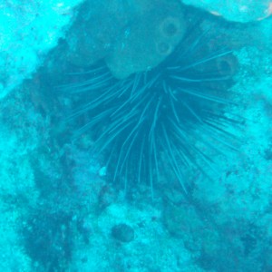 long spined urchin