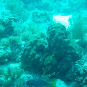 More of the REEF